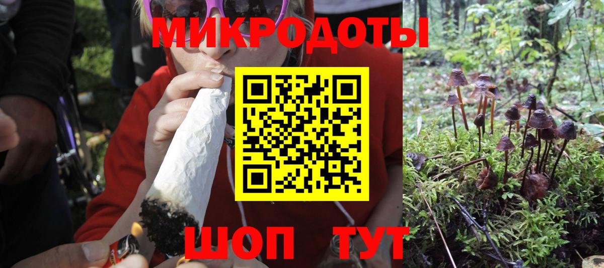 Псилоцибиновые грибы Psilocybe Кудымкар
