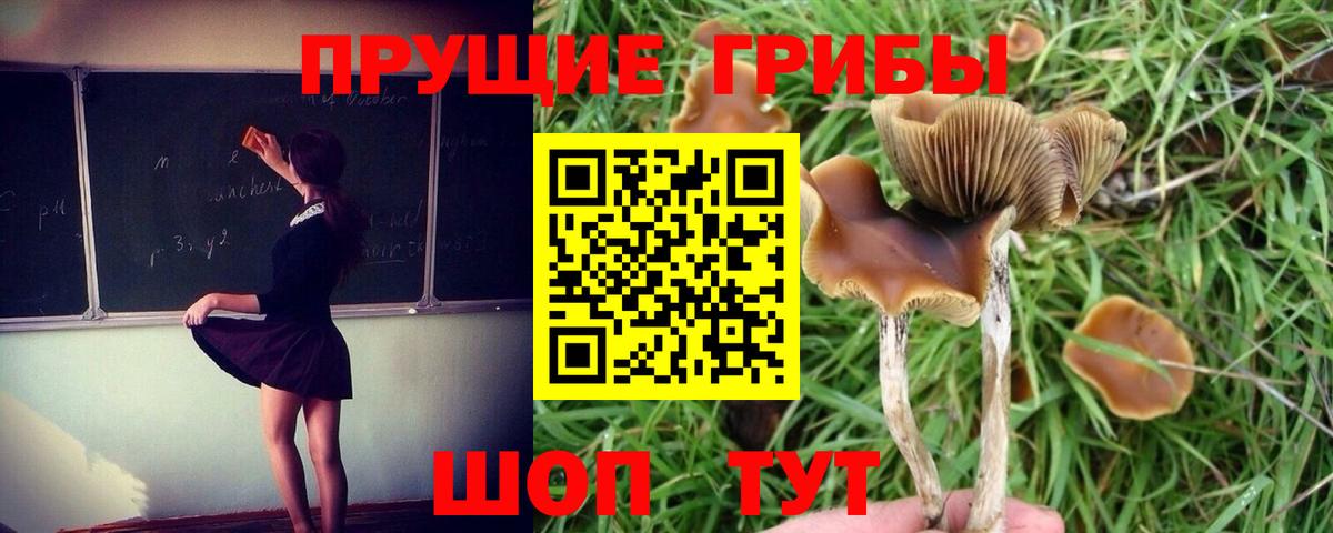 Галлюциногенные грибы Cubensis  Вход с VPN  Кудымкар 